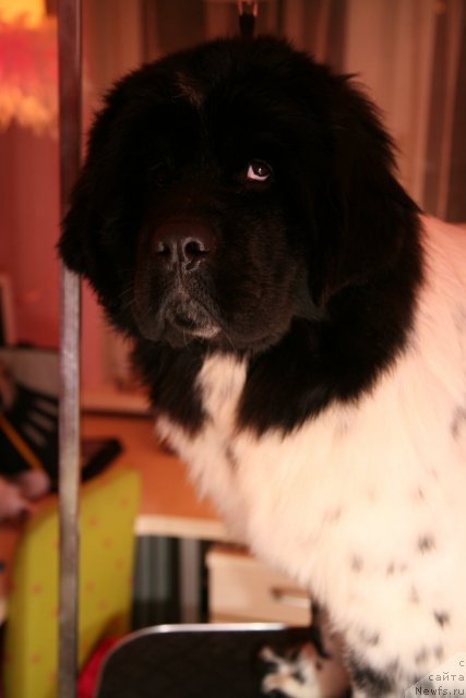 Фото: ньюфаундленд Akvian Song Zero Graviti (Аквиан Сонг Зеро Гравити)