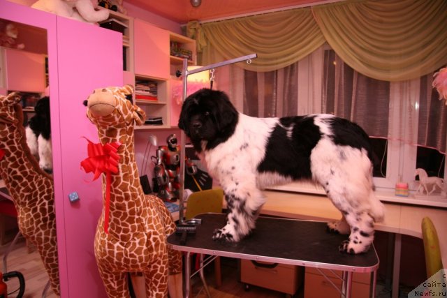 Фото: ньюфаундленд Akvian Song Zero Graviti (Аквиан Сонг Зеро Гравити)