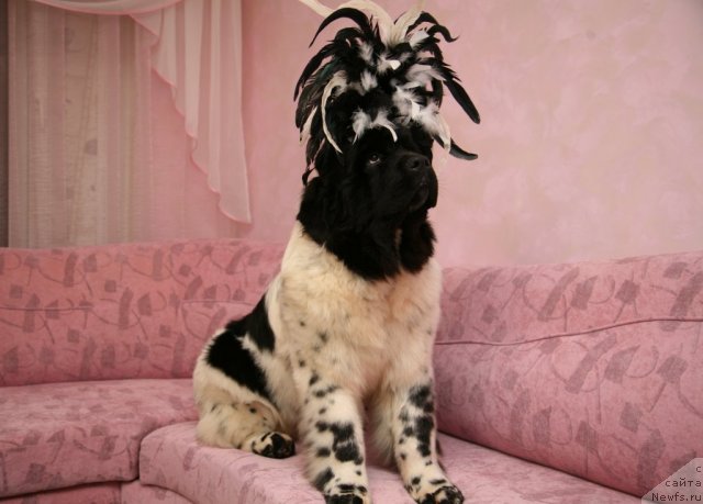 Фото: ньюфаундленд Akvian Song Zero Graviti (Аквиан Сонг Зеро Гравити)