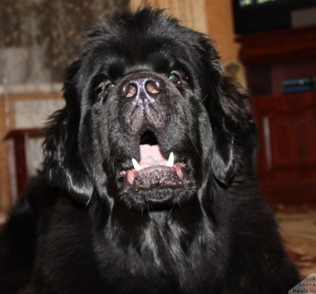 Фотография № 58045