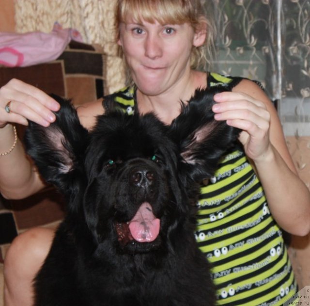 Фото: ньюфаундленд N'yufort Magiya Lyubvi (Ньюфорт Магия Любви)