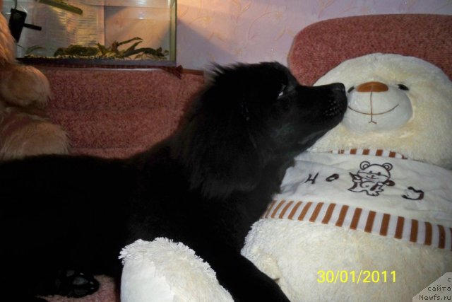 Фото: ньюфаундленд Smigar Volna Uspeha (Смигар Волна Успеха)