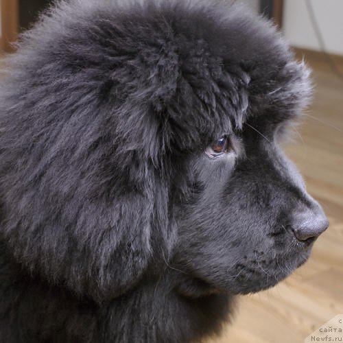 Фото: ньюфаундленд Smigar Go tu bi ze Fest (Смигар Го ту би зе Фест)