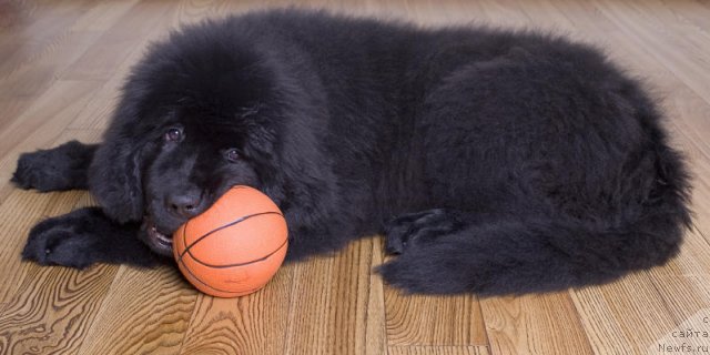 Фото: ньюфаундленд Smigar Go tu bi ze Fest (Смигар Го ту би зе Фест)