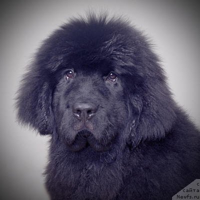 Фото: ньюфаундленд Smigar Go tu bi ze Fest (Смигар Го ту би зе Фест)