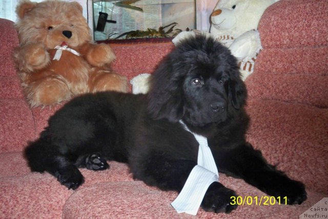 Фото: ньюфаундленд Smigar Volna Uspeha (Смигар Волна Успеха)