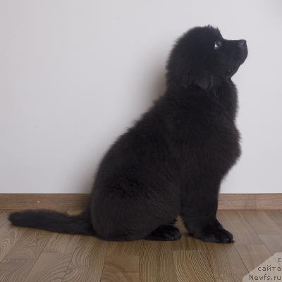 Фотография № 58066