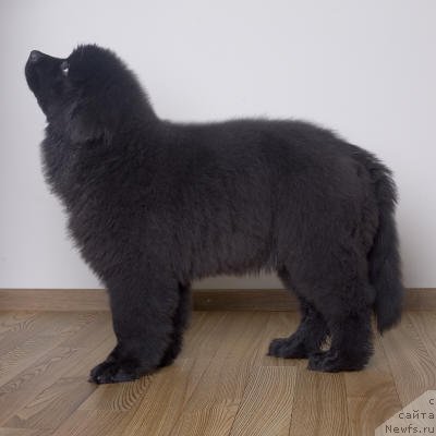 Фото: ньюфаундленд Smigar Go tu bi ze Fest (Смигар Го ту би зе Фест)