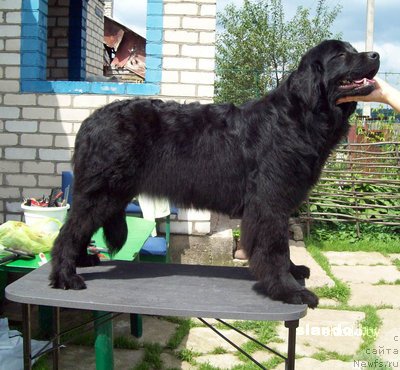 Фото: ньюфаундленд Oriflyeym SHarman SHik (Орифлэйм Шарман Шик)