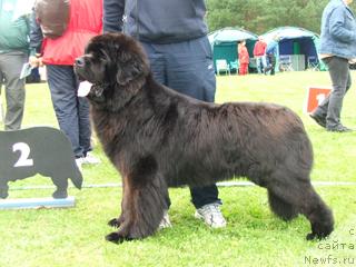 Фото: ньюфаундленд Plushevaya Panda Borislav (Плюшевая Панда Борислав)
