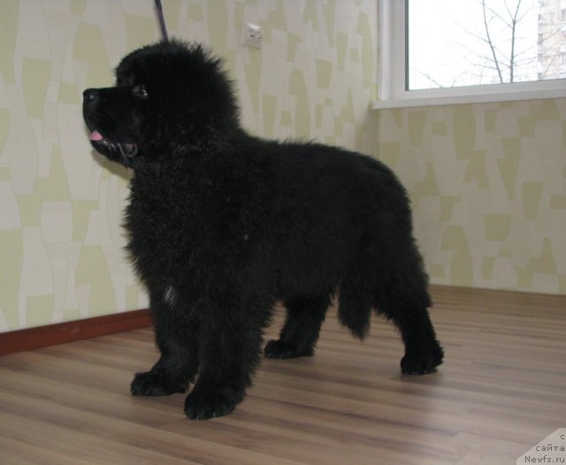 Фотография № 58087