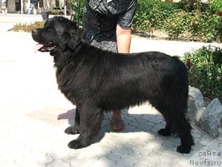 Фото: ньюфаундленд Abigal' Ocharovanie Dushi (Абигаль Очарование Души)