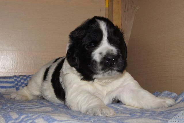 Фото: ньюфаундленд Super Bizon Ekaterinburg (Супер Бизон Екатеринбург)