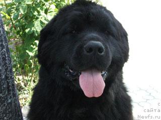 Фото: ньюфаундленд Abigal' Ocharovanie Dushi (Абигаль Очарование Души)