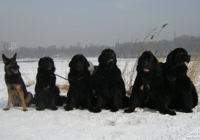 Фото: Блейк, Бонни, ньюфаундленд Jenev'ev Garni Ledyen (Женевьев Гарни Ледэн), ньюфаундленд Sent Djons Ulla for Kara Ayular (Сент Джонс Улла для Кара Аюлар), ньюфаундленд Love Story iz Tihogo Omuta (Лав Стори из Тихого Омута), ньюфаундленд Keeper Soul Esaul (Кипер Соул Есаул)