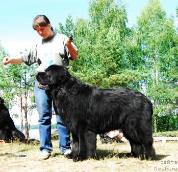 Фото: ньюфаундленд Fiamettahauz Behemoth at Ovatsia (Фиаметтахауз Бегемот эт Овация), Nataliya Snigireva (Наталия Снигирева)