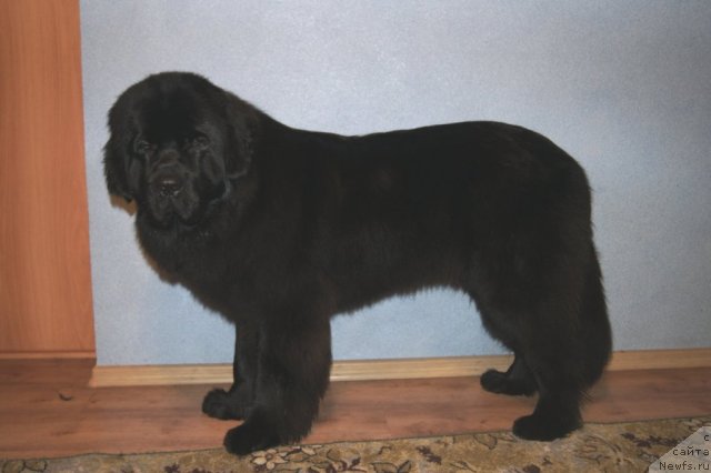 Фотография № 58142