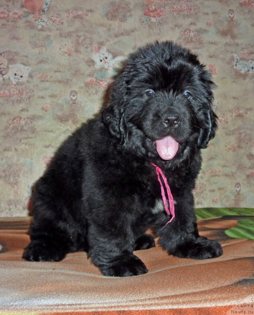 Фото: ньюфаундленд Virdjiniya B'yuti Layf (Вирджиния Бьюти Лайф)