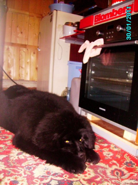 Фото: ньюфаундленд Ih Vyisochestvo Vladlena Madjiks (Их Высочество Владлена Маджикс)