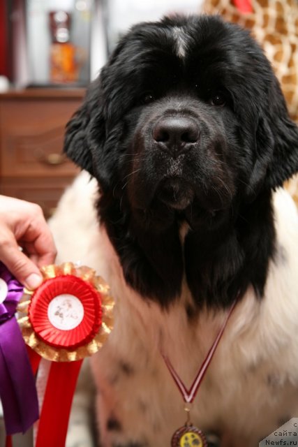 Фото: ньюфаундленд Akvian Song Zero Graviti (Аквиан Сонг Зеро Гравити)