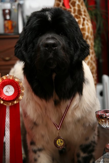 Фото: ньюфаундленд Akvian Song Zero Graviti (Аквиан Сонг Зеро Гравити)