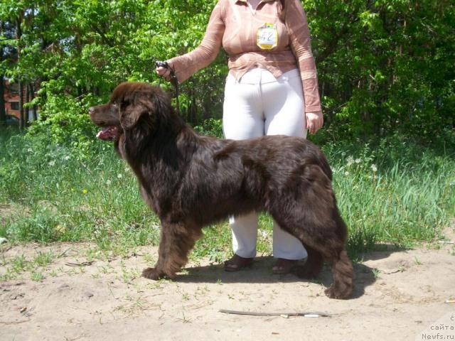 Фото: ньюфаундленд U-Tan Del' Monte (У-Тан Дель Монте)