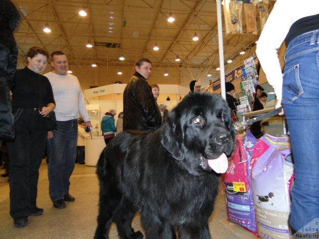 Фото: ньюфаундленд Barhatnoe Ushko (Бархатное Ушко)