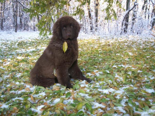 Фото: ньюфаундленд Uddeliya Torri Lambert (Удделия Торри Ламберт)