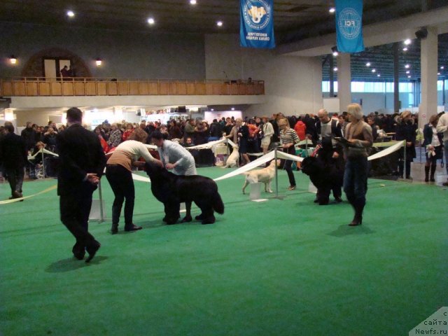 Фото: ньюфаундленд Topgallant's Aboardage, ньюфаундленд Anri (Анри)