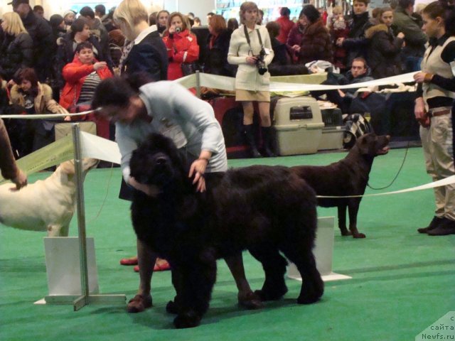 Фото: ньюфаундленд Topgallant's Aboardage, Lada Pavlikovskaya (Лада Павликовская)