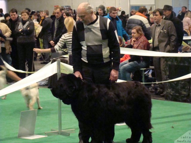 Фото: ньюфаундленд Anri (Анри)