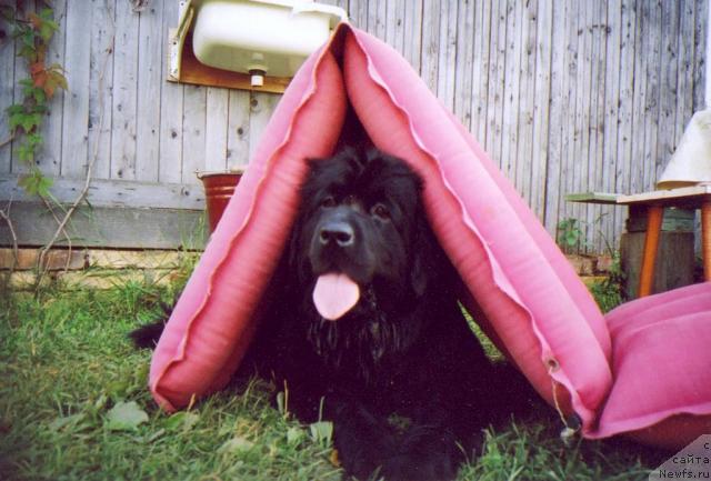 Фото: ньюфаундленд Super Bizon Astoriya (Супер Бизон Астория)