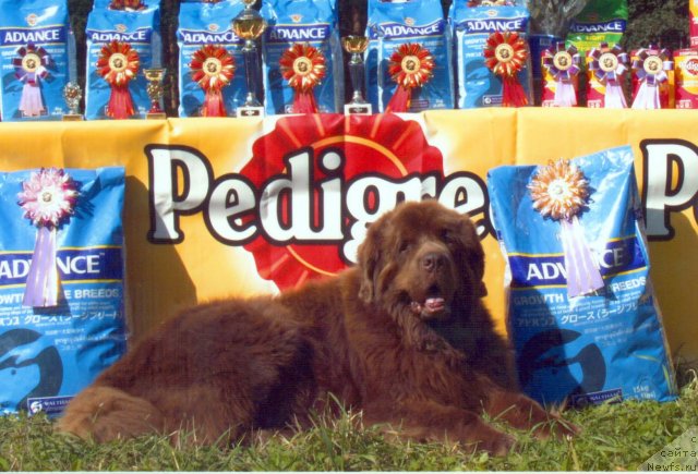 Фотография № 58193