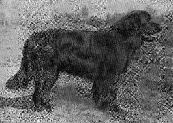 Фото: ньюфаундленд Maharadja Amiges (Махараджа Амигес)