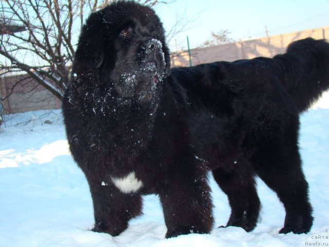 Фотография № 58205