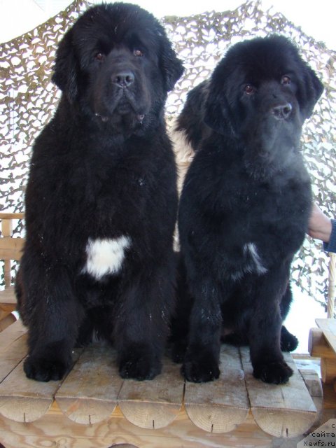 Фотография № 58207