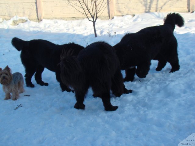 Фото: ньюфаундленд Beguschaya po Volnam Hasta la Vista (Бегущая по Волнам Хаста ла Виста), ньюфаундленд Beguschaya po Volnam Regatta Katti Sark (Бегущая по Волнам Регатта Катти Сарк), ньюфаундленд Topgallant's Aicedora