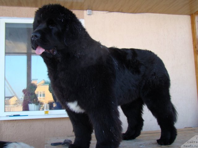 Фотография № 58215