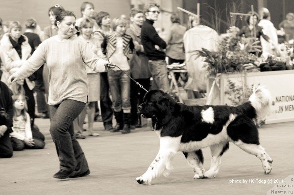 Фото: ньюфаундленд Neverine's Earthquaker