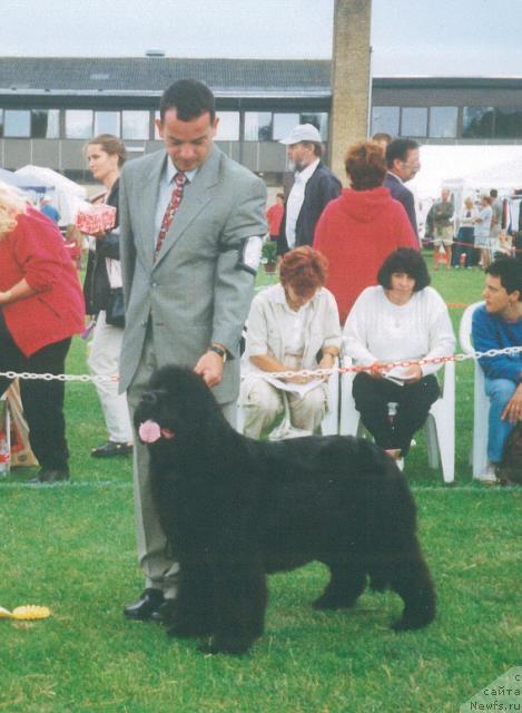 Фото: ньюфаундленд Barenkind Dipladenia Rosea
