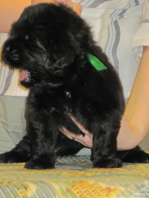 Фото: ньюфаундленд Uyutnaya Dolina Bibigon Breyv Kid (Уютная Долина Бибигон Брейв Кид)