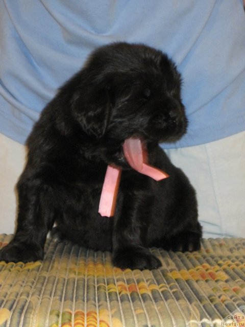 Фото: ньюфаундленд Uyutnaya Dolina Bassinda Glamur Lyeydi (Уютная Долина Бассинда Гламур Лэйди)