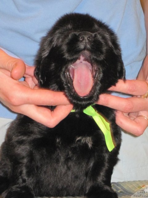 Фото: ньюфаундленд Uyutnaya Dolina Baddi Hart Forever (Уютная Долина Бадди Харт Форевер)