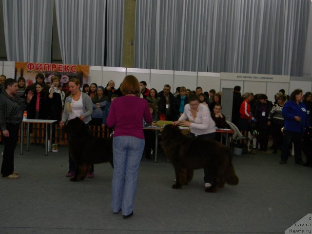 Фото: ньюфаундленд Povelitel' Velikih Ozer (Повелитель Великих Озер), ньюфаундленд Komandor iz Medvej'ego YAra (Командор из Медвежьего Яра)