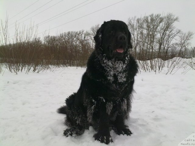 Фото: ньюфаундленд Velikiy Medved' Zagadka (Великий Медведь Загадка)