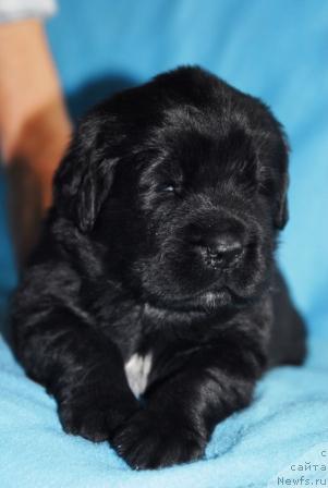 Фото: ньюфаундленд Sent Djons Mon Plezir (Сент Джонс Мон Плезир)