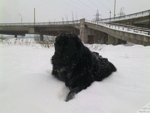 Фото: ньюфаундленд Velikiy Medved' Zagadka (Великий Медведь Загадка)