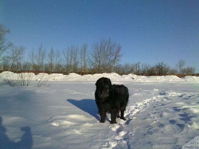 Фото: ньюфаундленд Velikiy Medved' Zagadka (Великий Медведь Загадка)