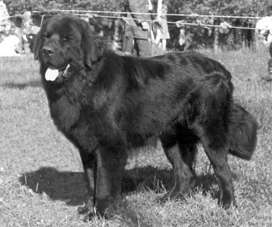 Фото: ньюфаундленд Bill Negri (Билл Негри)