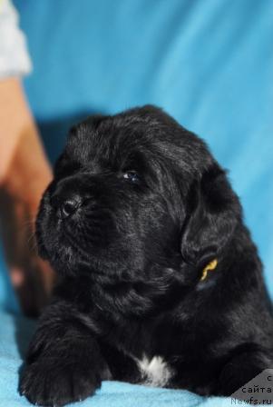 Фото: ньюфаундленд Sent Djons Mon Plezir (Сент Джонс Мон Плезир)